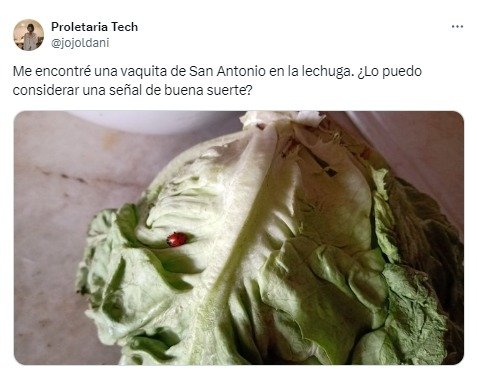 insecto, vaquita de san antonio, buena suerte, suerte, lechuga
